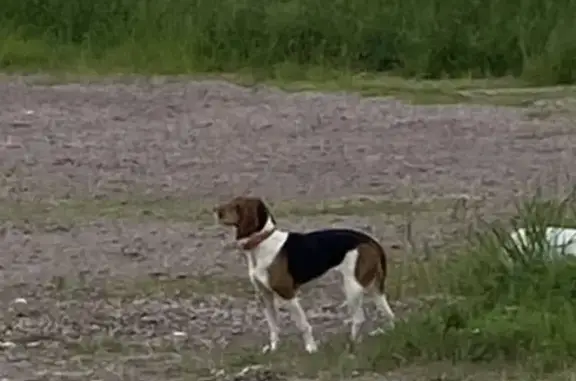 Найдена собака, Колтушское