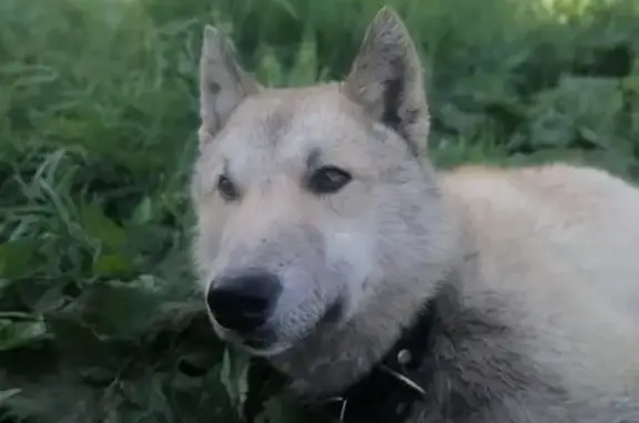 Найден пес-Лайка: Дорожная, 33, Кучино
