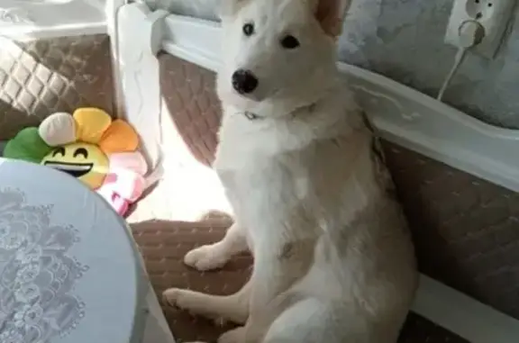 Собаки потеряшки, цы, фото: Потеряшка собака: Центральная, 6, Городцы