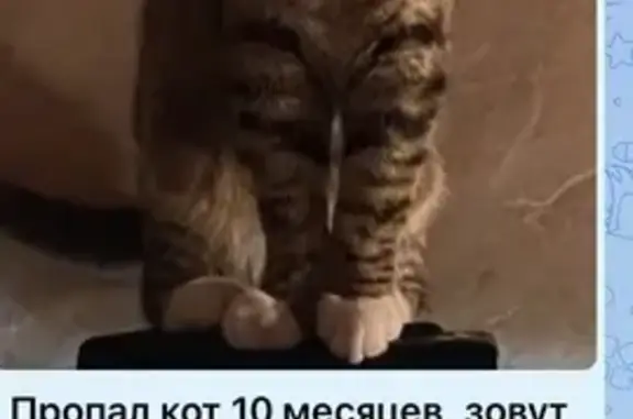 Пропал кот Симба: ул. Перерва, 54