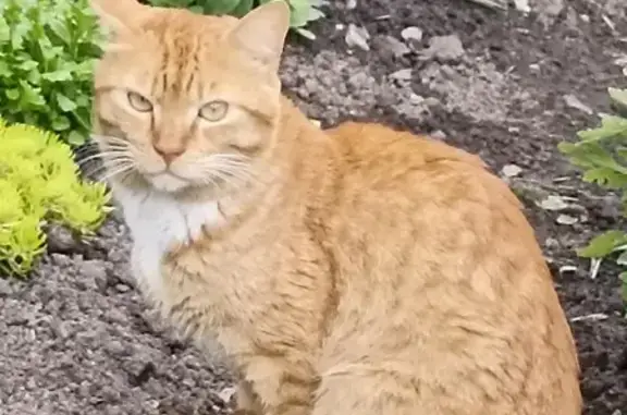 Найден рыжий кот, ул. Лермонтова, 93