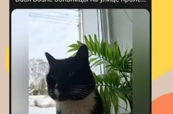 Пропал кот Вася: Пролетарская, 6