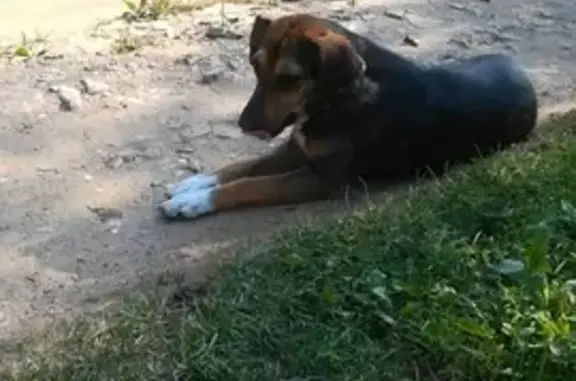 Пропала собака в Десногорске