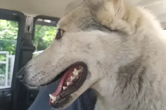 Найдена собака у Десятово, Томск