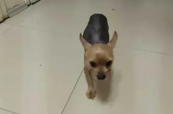 Найдена собака, Тамбов, фото: Найден Йорк: Красная, 12, Тамбов