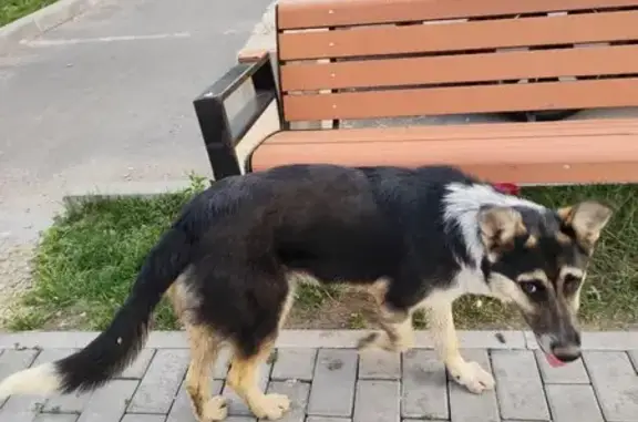 Найдена собака: Путилковское ш., 31