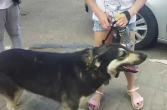 Найдена собака на Нахабинском шоссе