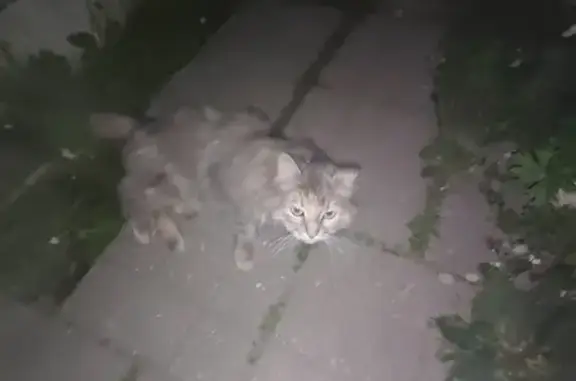 Найдена кошка, Сибирская, МО, 6
