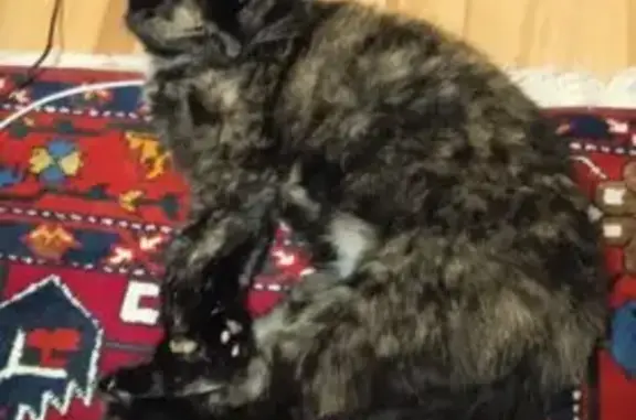 Объявления о пропавших и найденных животных, Смоленск, фото: Пропала кошка: ул. Фрунзе, 24, Смоленск