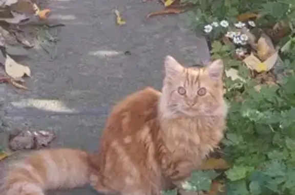 Пропала кошка Лёва в Таганроге