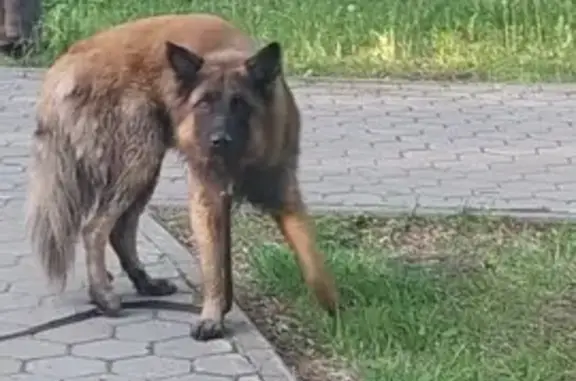 Найдена собака, Комсомольский пр., Пермь