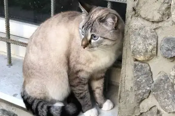 Найдена кошка: Суходольская, 16