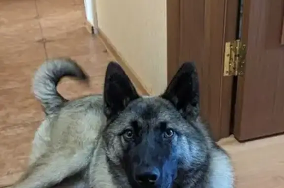 Найдена собака, Новосибирск, 76