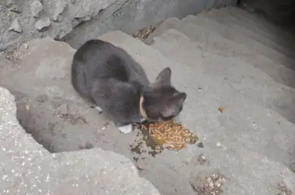 Найдена кошка, ул. Гагарина, 17, Чита