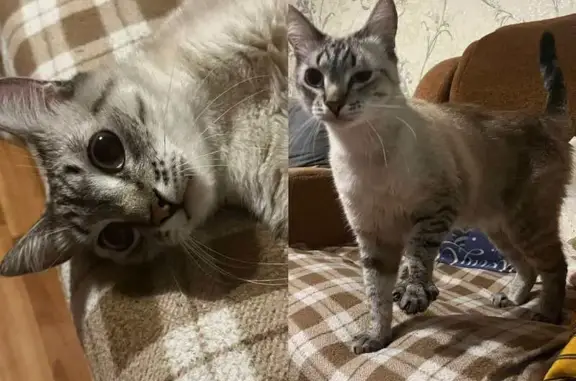 Пропала кошка: Олимпийская, 17, Тюмень