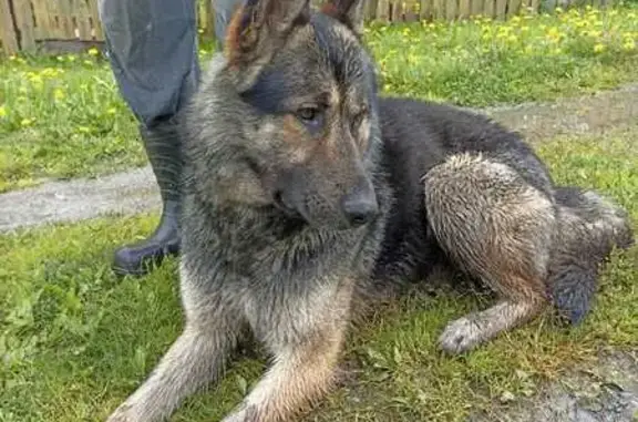 Найдена собака в Томске