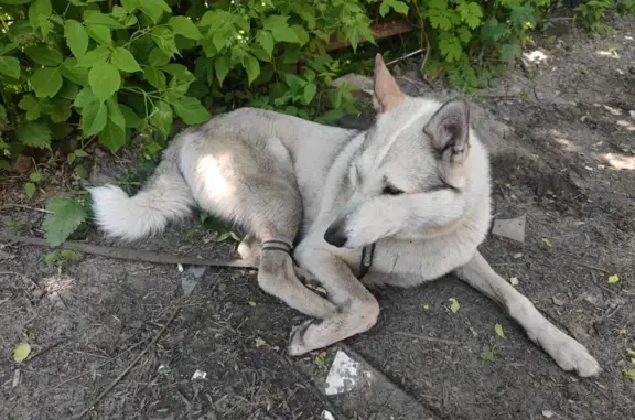 Найдена собака: Сибирская ул., 40 с1, Томск