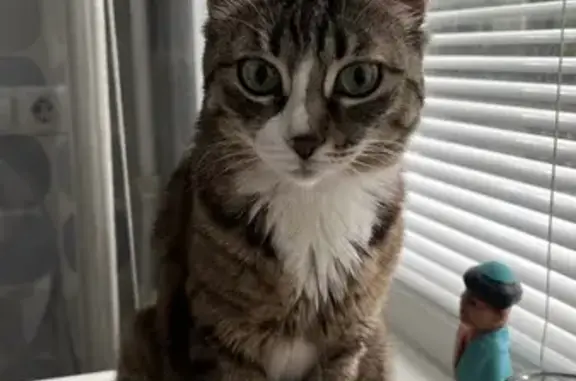 Кошки потеряшки, Санкт-Петербург, фото: Потеряшка кошка: Лужская ул., 6, СПб