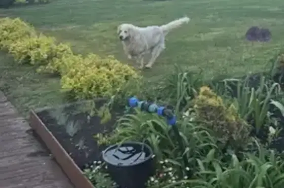 Собаки потеряшки, Старая Уда, фото: Потеряшка собака, Старая Уда