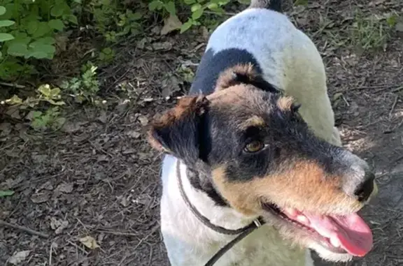 Найдена собака в Власьево, Луховицы