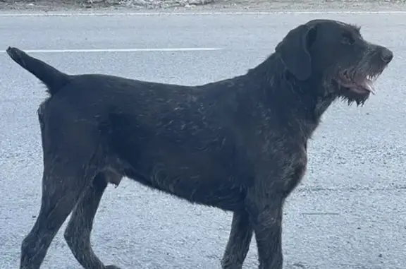 Найдена собака в Каскаре, дратхаар