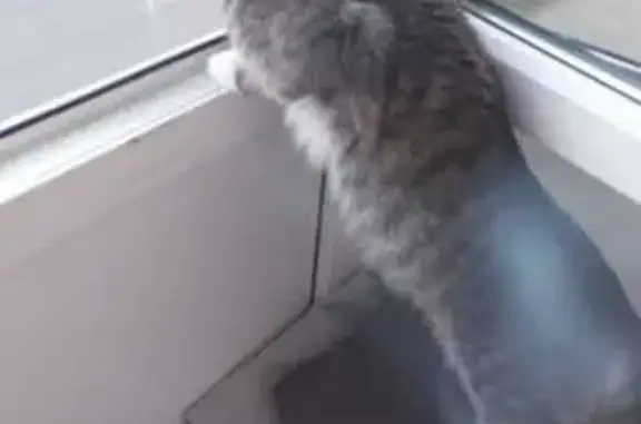 Кошки потеряшки, , фото: Потеряшка кошка: Белинского, 14, Лесной