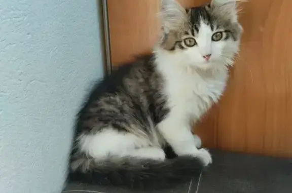 Найден котенок, ул. Чехова, 33