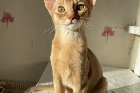 Кошки потеряшки, Уфа, фото: Потеряшка абиссинка, Уфа, Российская 153