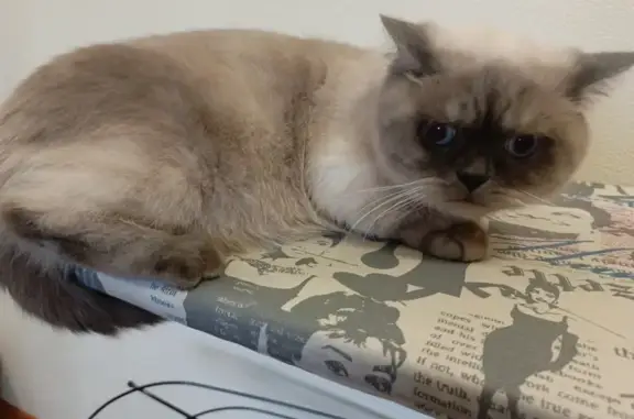 Кошки потеряшки, Красноярск, фото: Потеряшка кот Сёма, Красн. Рабочий, 154/2