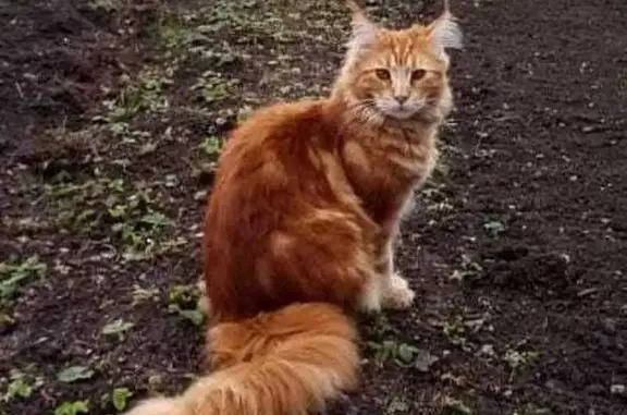 Пропала рыжая кошка, Дачная ул., Крымск