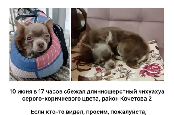 Собаки потеряшки, , фото: Потеряшка чихуахуа, Кочетова 2