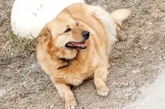 Собаки потеряшки, , фото: Потеряшка собака, Московская обл.