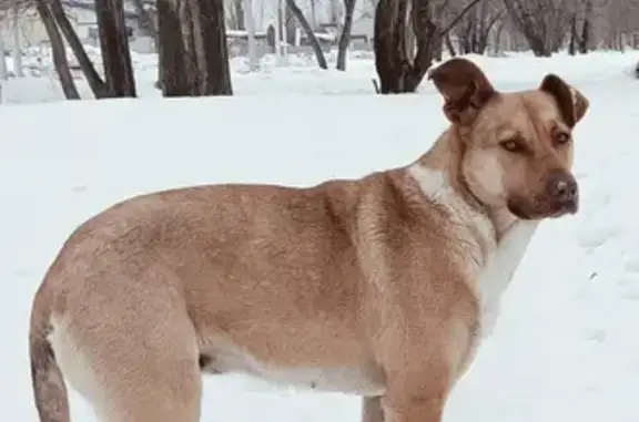 Пропала собака: Барнаульская, 18А