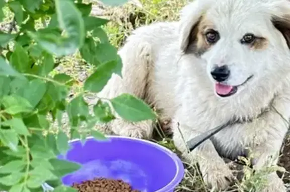 Пропала собака в Мирновском, Крым