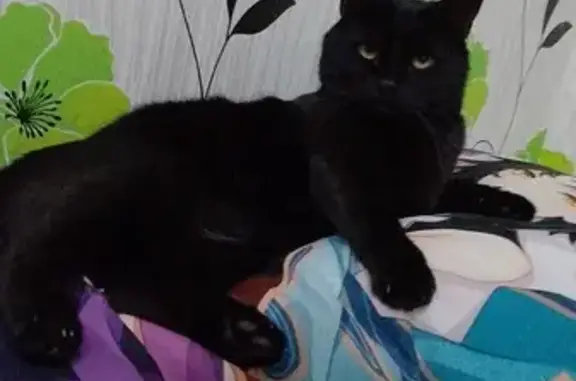 Кошки потеряшки, Рязань, фото: Потеряшка черная кошка: Интернац., 19