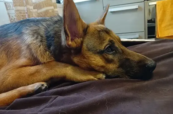 Объявления о пропавших и найденных животных, Светлый, фото: Пропала собака! Тел: 89520518061, Светлый