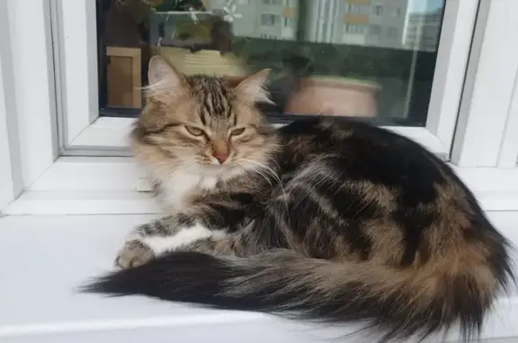 Пропала кошка: Грекова, 16, Москва