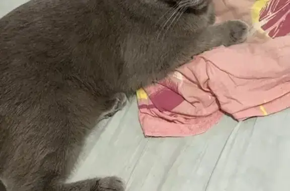 Кошки потеряшки, Камышловский городской округ, фото: Потеряшка кошка: Вокзальная ул., 3