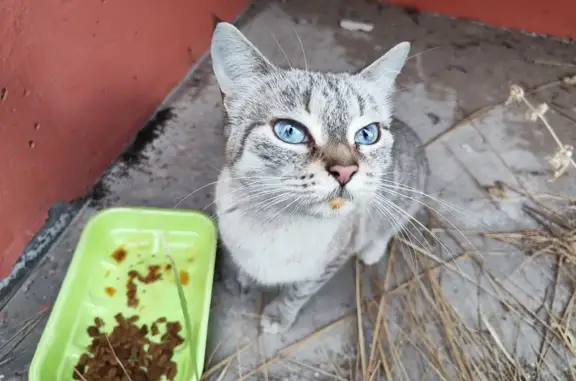 Кошка найдена: Костычева 18, Пермь