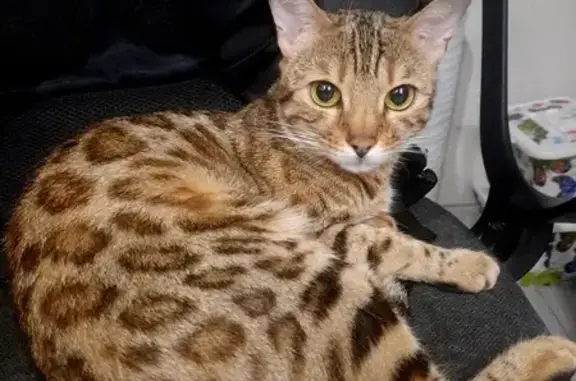 Кошки потеряшки, Рязань, фото: Потеряшка бенгальская кошка, Рязань