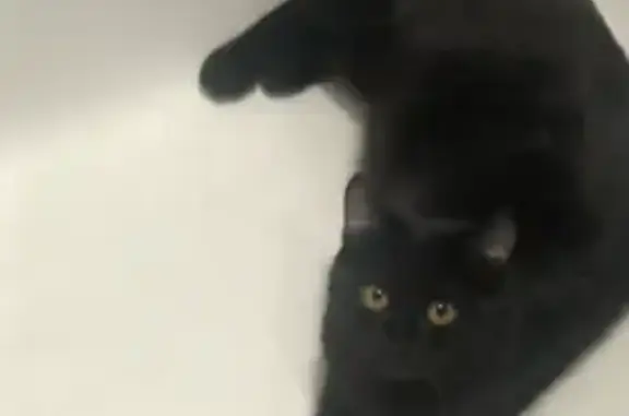 Пропала черная кошка: 4 Октябрьский