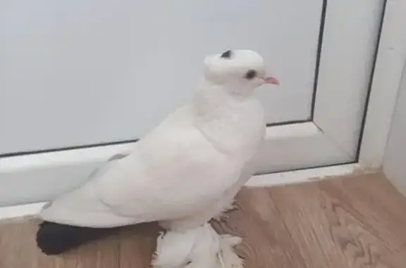 Голубь упал: Ореховая 10 - Победы 7