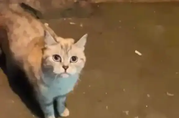 Найдена кошка: Хлебозаводской, 9
