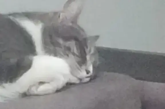 Кошки потеряшки, Воткинск, фото: Потеряшка кошка: Ленинградская ул., 16