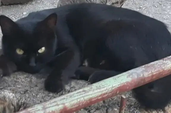 Пропала кошка Черничка, ул. Рубахо