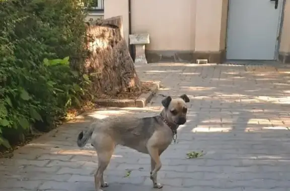 Найдена собака: Лениногорская ул., 9