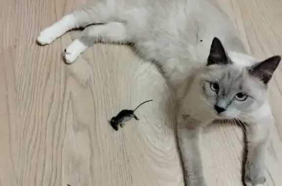 Потерянные животные Тверь, фото: Пропала кошка Ася, Конева, 1/3, Тверь