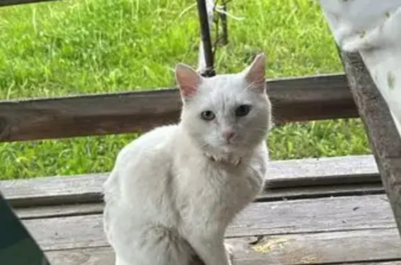 Кошки потеряшки, Уфа, фото: Потеряшка белый кот, Уфа, Первомайская 10