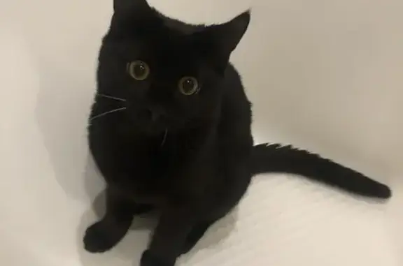 Кошки потеряшки, Зеленодольск, фото: Потеряшка кошка, ул. Королёва, 8