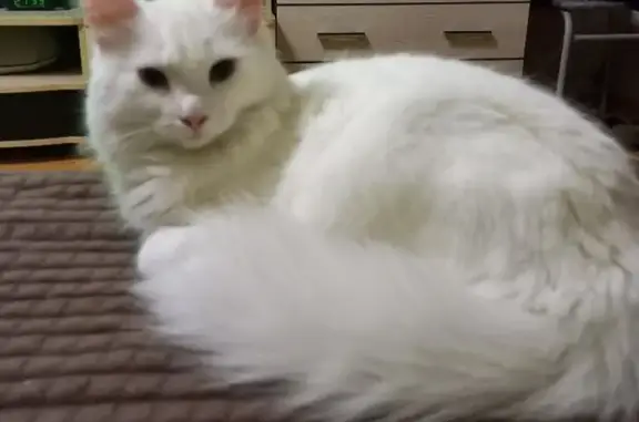 Кошки потеряшки, Клёны, фото: Потеряшка кошка на ул. Хальзова, Клёны